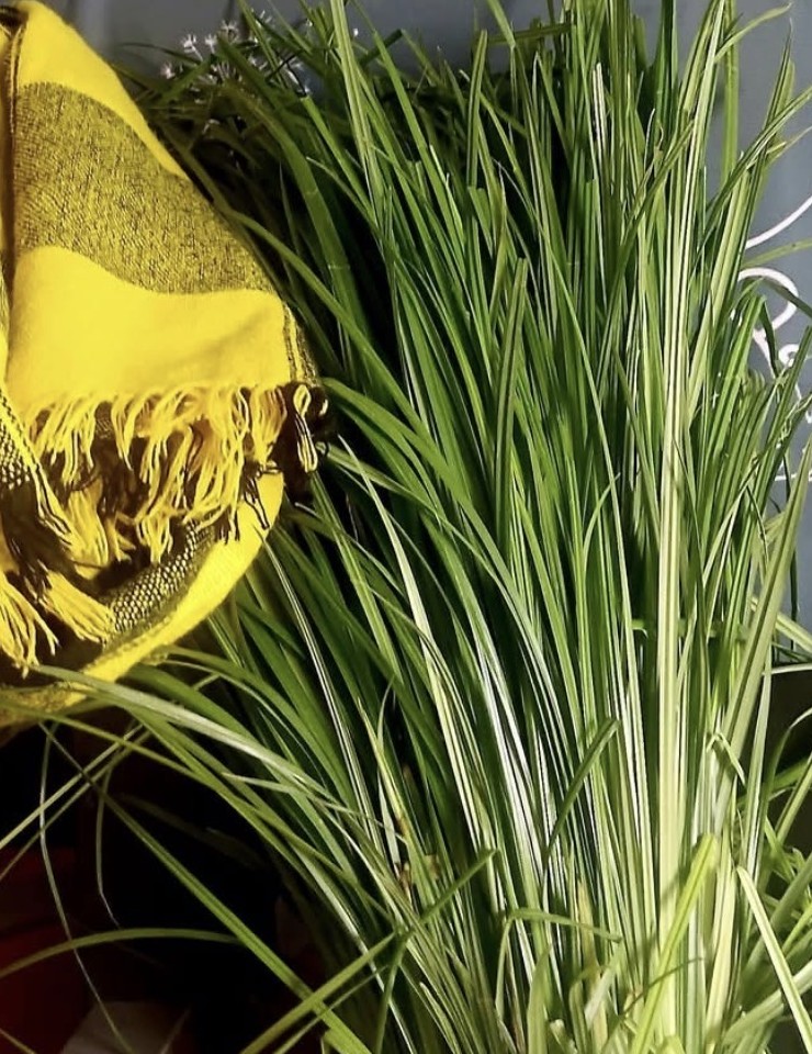 Fresh green Qetema grass gathered in a bundle, traditionally used to prepare a welcoming coffee ceremony setting